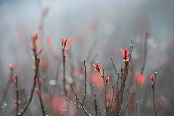 Kırmızı Yapraklı Çalılar Kıştan Sonra Doğanın Yeniden Doğuşu Sığ Alan Stok Resim