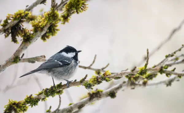 Coal Tit Periparus Ater Single Bird Branch Winter - Stok İmaj