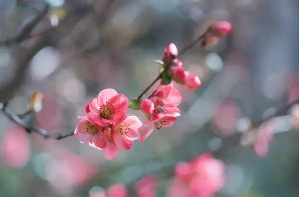 Růžové Květy Japonského Quince Jaře Efekt Rozmazání Mělkou Hloubkou Pole Royalty Free Stock Fotografie