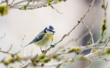 Blue tit, Parus caeruleus, single bird on branch in winter