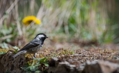 coal tit (Periparus ater), resting on a stone wall