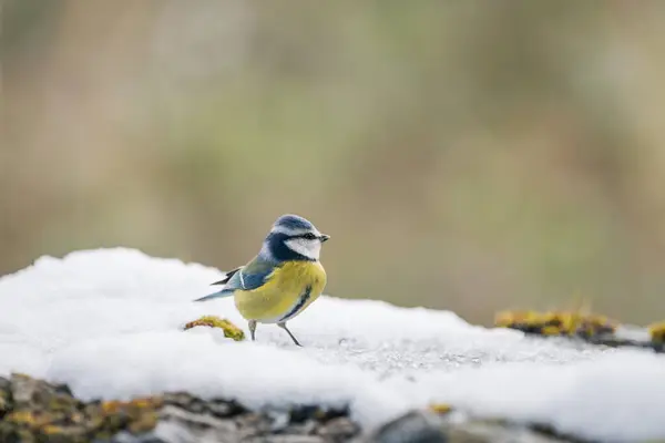 Blue Tit Parus Caeruleus Resting Snowy Ground Telifsiz Stok Imajlar