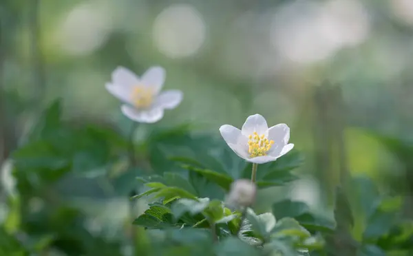 Anemone Nemorosa Ahşap Şakayık Yel Çiçeği Sığ Alan Derinliği Ile Telifsiz Stok Imajlar