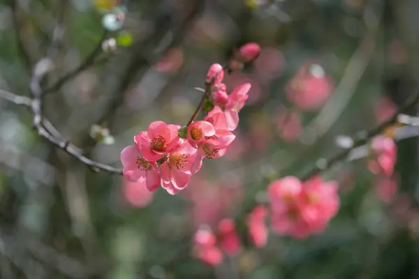 Růžové Květy Japonského Quince Jaře Efekt Rozmazání Mělkou Hloubkou Pole Stock Snímky