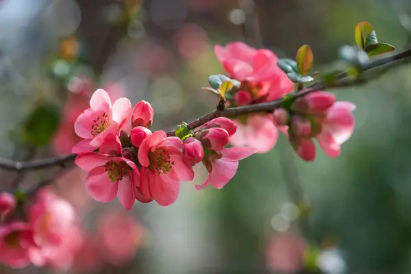 Růžové Květy Japonského Quince Jaře Efekt Rozmazání Mělkou Hloubkou Pole Stock Fotografie