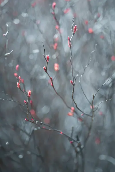 Kırmızı Yapraklı Çalılar Kıştan Sonra Doğanın Yeniden Doğuşu Sığ Alan Stok Fotoğraf