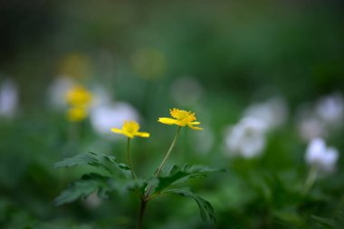 Yellow flower buttercup anemone, Blur effect with shallow depth of field clipart