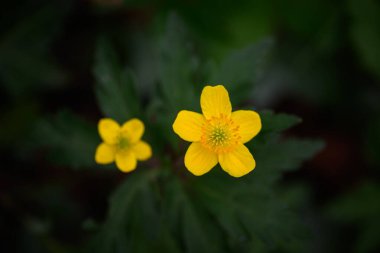 Sarı çiçekli şakayık, yukarıdan bak. Sığ alan derinliği ile bulanık etki