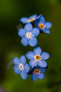 Yağmurdan sonra mavi çiçekler (Myosotis), bulanık arkaplan. Sığ alan derinliği.