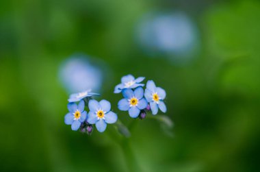 Yağmurdan sonra mavi çiçekler (Myosotis), bulanık arkaplan. Sığ alan derinliği.