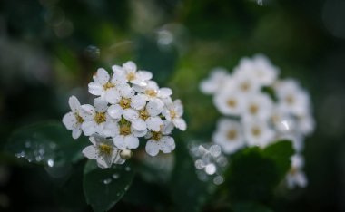 Spiraea kantoniensis, yağmurdan sonra bahçede beyaz çiçekler, bulanık arkaplan. Sığ alan derinliği.