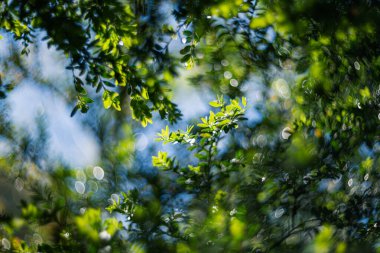 Yeşil boxwood yaprakları, sığ alan derinliği, ve eski mercek ile bulanık bokeh etkisi kapalı
