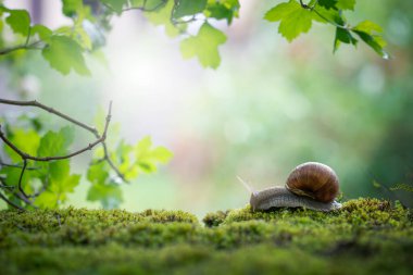 Büyük Roma salyangozu (Helix pomatia) yağmur ormanlarındaki yosunların üzerinde sürünüyor. Sığ alan derinliği.