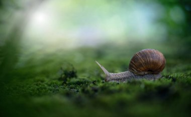 Büyük Roma salyangozu (Helix pomatia) yağmur ormanlarındaki yosunların üzerinde sürünüyor. Sığ alan derinliği.