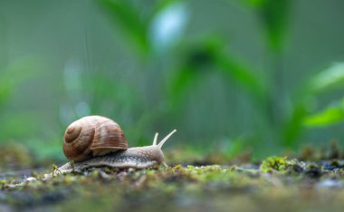 Büyük Roma salyangozu (Helix pomatia) yağmur ormanlarındaki yosunların üzerinde sürünüyor. Sığ alan derinliği.