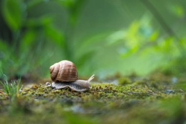 Büyük Roma salyangozu (Helix pomatia) yağmur ormanlarındaki yosunların üzerinde sürünüyor. Sığ alan derinliği.
