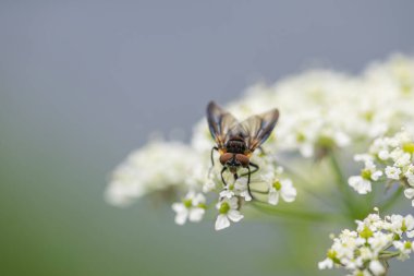 Uçan sinek beyaz bir çiçekle besleniyor. Sığ alan derinliğine sahip makro fotoğraf.