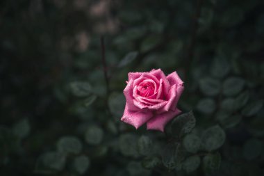 Pembe gül yağmurda, arkaplanda su damlası var.