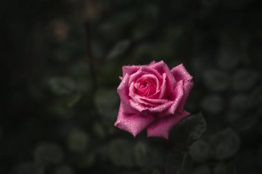 Pembe gül yağmurda, arkaplanda su damlası var.