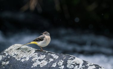 Sarı kuyruklu Dağ Nehri 'ndeki bir kayanın üzerinde