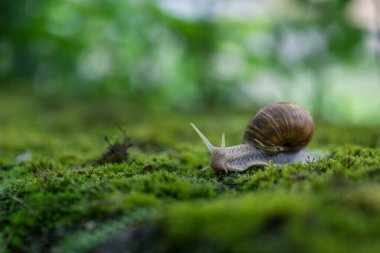 Büyük Roma salyangozu (Helix pomatia) yağmur ormanlarındaki yosunların üzerinde sürünüyor. Sığ alan derinliği.