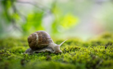Büyük Roma salyangozu (Helix pomatia) yağmur ormanlarındaki yosunların üzerinde sürünüyor. Sığ alan derinliği.