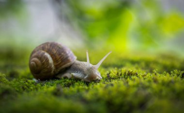 Büyük Roma salyangozu (Helix pomatia) yağmur ormanlarındaki yosunların üzerinde sürünüyor. Sığ alan derinliği.