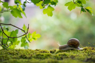 Büyük Roma salyangozu (Helix pomatia) yağmur ormanlarındaki yosunların üzerinde sürünüyor. Sığ alan derinliği.