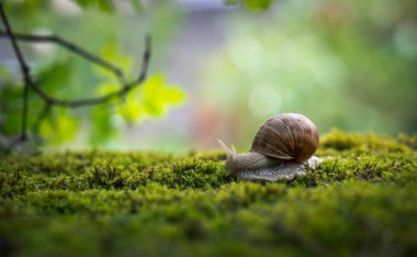 Büyük Roma salyangozu (Helix pomatia) yağmur ormanlarındaki yosunların üzerinde sürünüyor. Sığ alan derinliği.