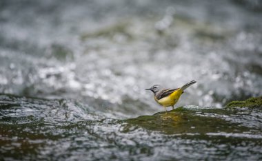 Sarı kuyruklu Dağ Nehri 'ndeki bir kayanın üzerinde