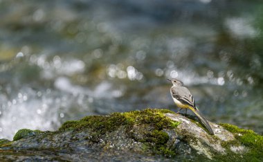 Sarı kuyruklu Dağ Nehri 'ndeki bir kayanın üzerinde