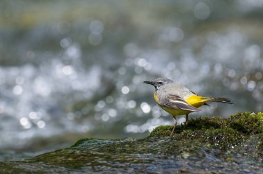 Sarı kuyruklu Dağ Nehri 'ndeki bir kayanın üzerinde