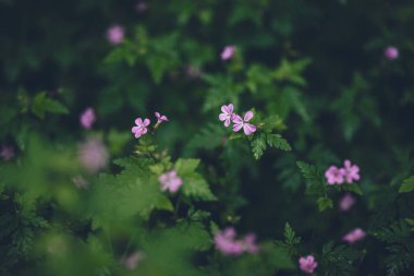 Ormanda pembe çiçekler, bulanık arka plan. Sığ alan derinliği.