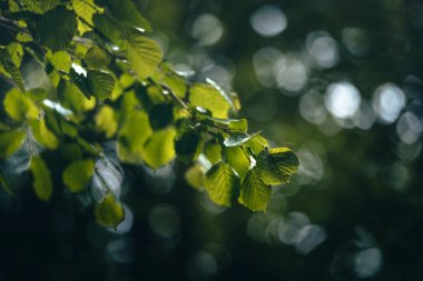 Yağmurda bir fındık ağacının yeşil yapraklı dalı. Yüzeyin derinliği. doğa arkaplanı.