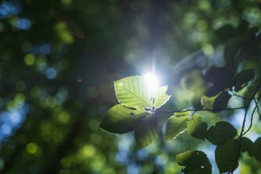 Güneşte kayın ağacının yeşil yapraklı dalları. Yüzeyin derinliği. doğa arkaplanı.