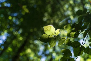 Güneşte kayın ağacının yeşil yapraklı dalları. Yüzeyin derinliği. doğa arkaplanı.