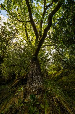 Bahar ormanındaki ağaçların alçak açılı görüntüsü