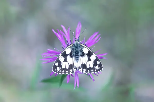 stock image View from above of butterfly on pink flower. Blur background with shallow depth of field