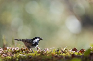 coal tit (Periparus ater), resting on the ground