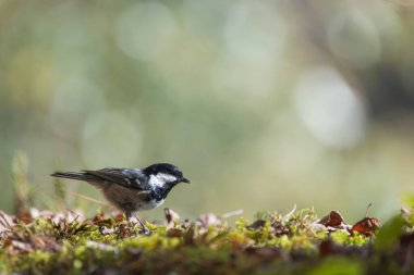 coal tit (Periparus ater), resting on the ground