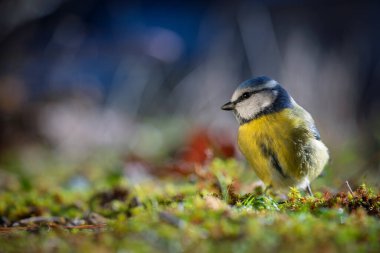 Bird (blue tit) resting on the ground. Close-up detail photo