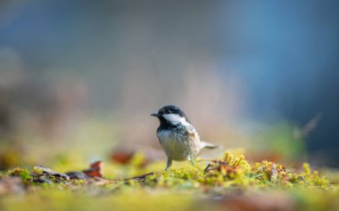 Bird (Coal tit) resting on the ground. Close-up detail photo