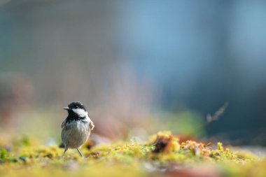 Bird (Coal tit) resting on the ground. Close-up detail photo