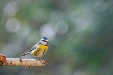 Bird (blue tit) perched on a branch with a blurred bokeh background.