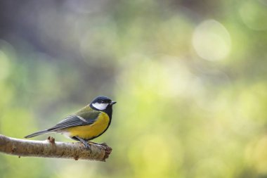 Great tit perched on a branch with a blurred bokeh background.