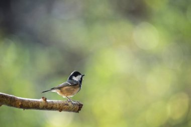 Bird (coal tit) perched on a branch with a blurred bokeh background.