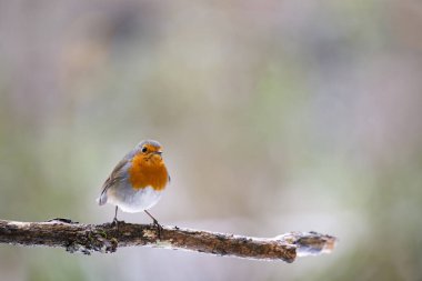 Robin (erithacus rubecula) kışın bulanık arka planlı bir dala tünemiştir..