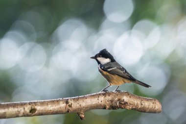 Bird (coal tit) perched on a branch with a blurred bokeh background.