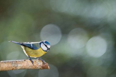 Blue tit perched on a branch with a blurred bokeh background.
