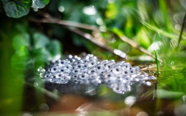 Göletin su yüzeyinde kurbağa yumurtaları, klasik merceğin yüzeyinde yüzeysel derinlik